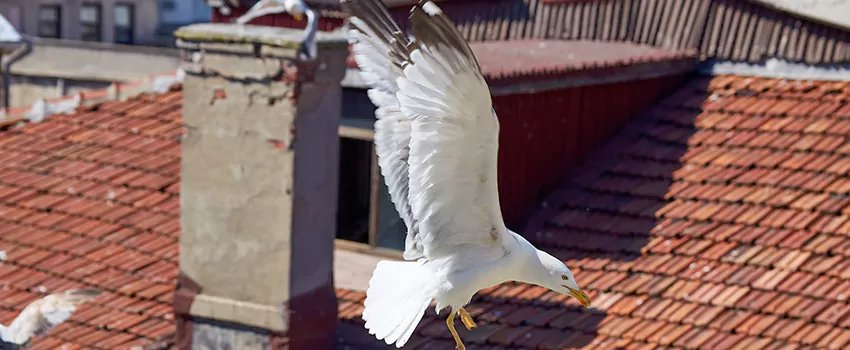 Residential Chimney Animal Removal Solution in Fishers, IN